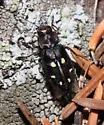 flatheaded fir borer - photo 2