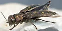 flatheaded fir borer - photo 3