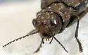 flatheaded fir borer - photo 4