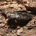 flatheaded fir borer - photo 5