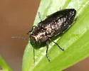 Hemlock Borer