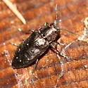 Hemlock Borer - photo 2