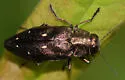 Hemlock Borer - photo 3