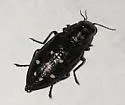 Hemlock Borer - photo 4
