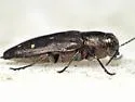 Hemlock Borer - photo 5