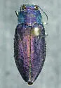 Phaenops gentilis - photo 2
