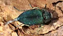 Phaenops gentilis - photo 4