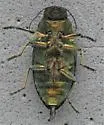 Phaenops gentilis - photo 5