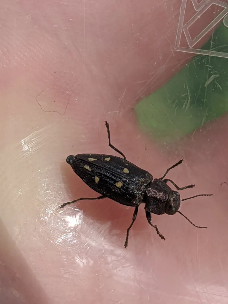 Phaenops lecontei