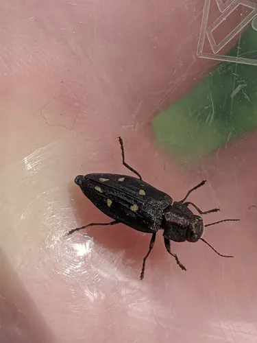 Phaenops lecontei - photo 2