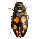 Phaenops piniedulis