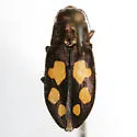 Phaenops piniedulis - photo 2