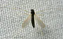 Phaenopsectra flavipes