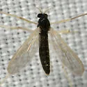 Phaenopsectra flavipes - photo 2