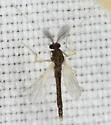 Phaenopsectra flavipes - photo 3