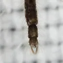 Phaenopsectra flavipes - photo 4