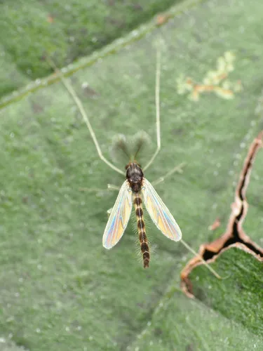 Phaenopsectra obediens