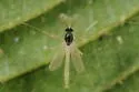 Phaenopsectra punctipes