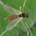 Phaenopsectra punctipes - photo 2