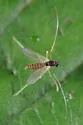 Phaenopsectra punctipes - photo 3