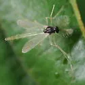 Phaenopsectra punctipes - photo 4