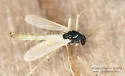 Phaenopsectra punctipes - photo 5