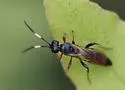 Phaeogenes hebrus - photo 2