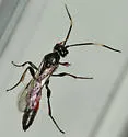 Phaeogenes hebrus - photo 3