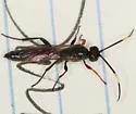 Phaeogenes hebrus - photo 4