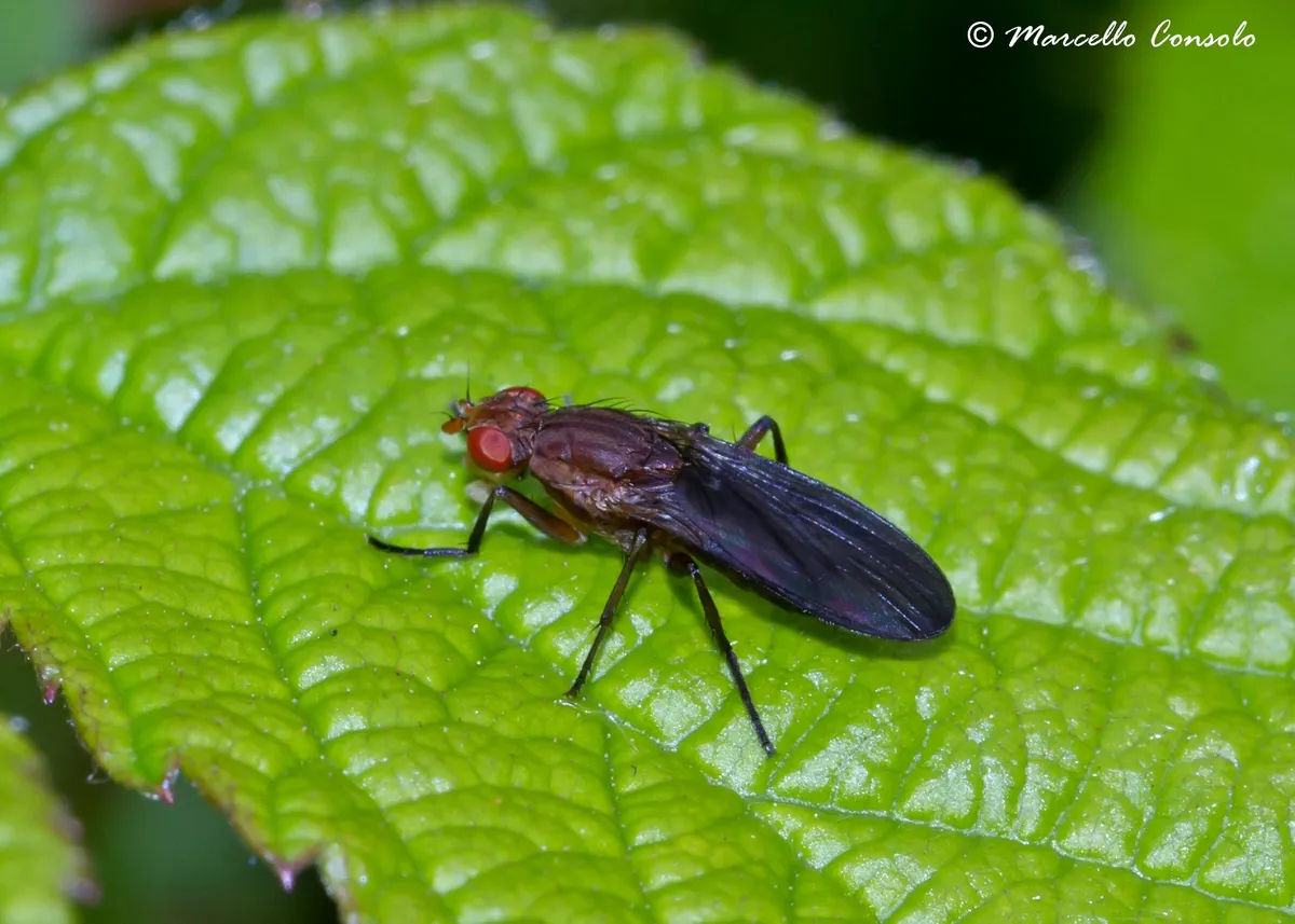 Phaeomyiidae - photo 3