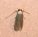 Phaeoses sabinella - Hodges#0430