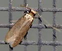 Phaeoses sabinella - Hodges#0430 - photo 3