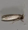 Phaeoses sabinella - Hodges#0430 - photo 4