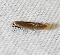 Phaeoses sabinella - Hodges#0430 - photo 5