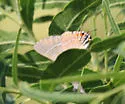 Soapberry Hairstreak - Hodges#4274