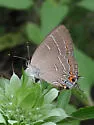 Soapberry Hairstreak - Hodges#4274 - photo 2
