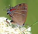 Soapberry Hairstreak - Hodges#4274 - photo 3