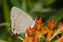 Soapberry Hairstreak - Hodges#4274 - photo 4