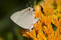Soapberry Hairstreak - Hodges#4274 - photo 5