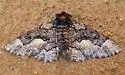 Phaeoura aetha - Hodges#6770