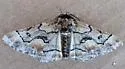 Phaeoura aetha - Hodges#6770 - photo 2