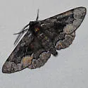 Phaeoura mexicanaria - Hodges#6766 - photo 2