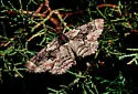 Phaeoura perfidaria - Hodges#6768