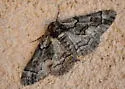 Phaeoura perfidaria - Hodges#6768 - photo 2