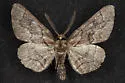 Phaeoura perfidaria - Hodges#6768 - photo 5