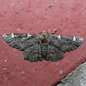 Oak Beauty - Hodges#6763 - Phaeoura quernaria