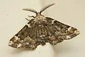 Oak Beauty - Hodges#6763 - photo 2