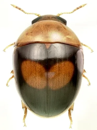 Shining Flower Beetles - photo 2