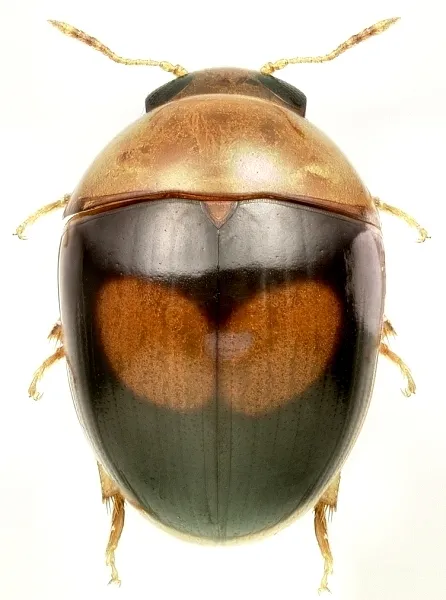 Shining Flower Beetles - photo 3