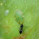 Phalacrococcus howertoni - photo 2